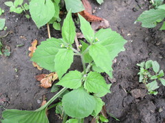 Galinsoga quadriradiata