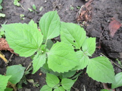 Galinsoga quadriradiata