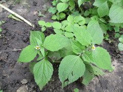 Galinsoga quadriradiata