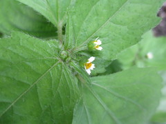 Galinsoga quadriradiata