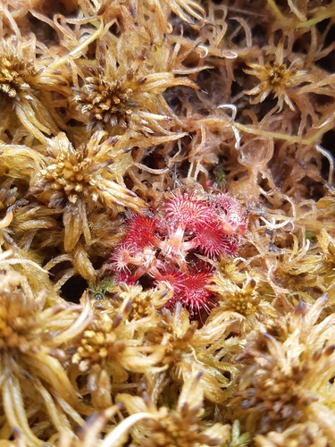 Droseraceae image