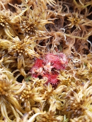 Drosera rotundifolia image