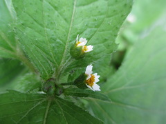 Galinsoga quadriradiata