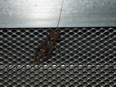 Velarifictorus aspersus