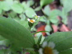 Galinsoga quadriradiata