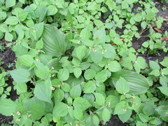 Galinsoga quadriradiata
