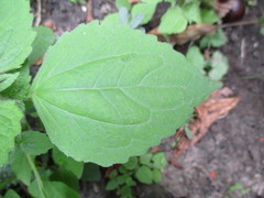 Galinsoga quadriradiata