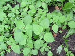 Galinsoga quadriradiata