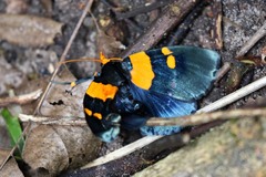 Egybolis vaillantina