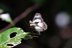 Pseudacraea lucretia expansa