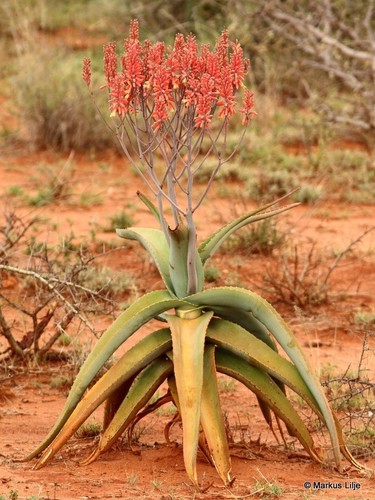 Aloe calidophila