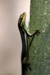 Trachylepis albotaeniata