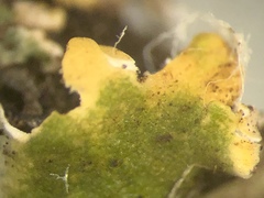 Cladonia magyarica