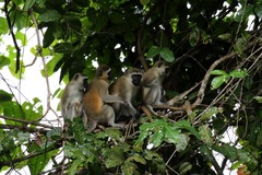 Chlorocebus pygerythrus nesiotes