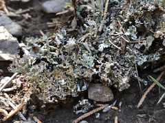 Cladonia magyarica