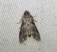 Abablemma bilineata