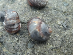 Littorina sitkana