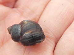Littorina sitkana
