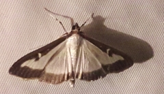 Cydalima perspectalis