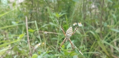 Argiope trifasciata