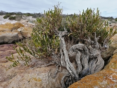 Salicornia littorea