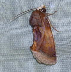 Gonodonta nitidimacula