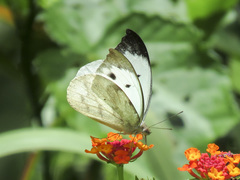 Appias lalassis indroides