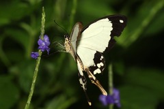 Papilio dardanus tibullus