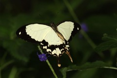Papilio dardanus tibullus