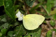 Eurema hecabe solifera