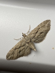 Eupithecia phoeniceata