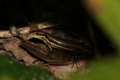 Trachylepis varia