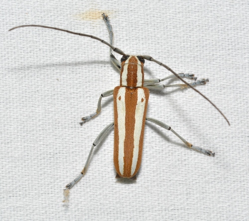 Round-headed Apple Tree Borer photo 2
