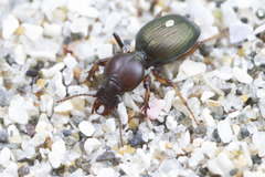 Akephorus obesus