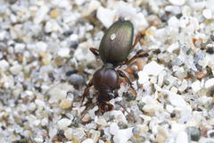 Akephorus obesus