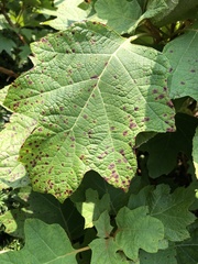 Cercospora hydrangeae