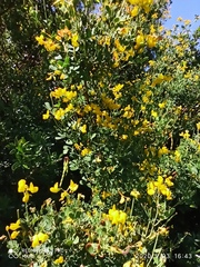 Coronilla valentina glauca