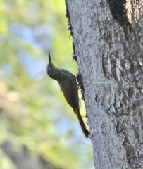 Lepidocolaptes souleyetii