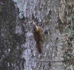 Lepidocolaptes souleyetii