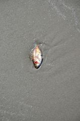 Heteropriacanthus cruentatus