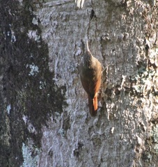 Lepidocolaptes souleyetii