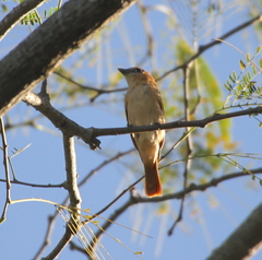 Pachyramphus rufus