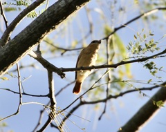 Pachyramphus rufus