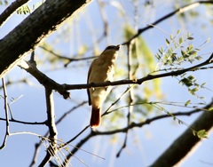 Pachyramphus rufus