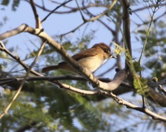 Pachyramphus rufus