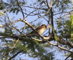Pachyramphus rufus