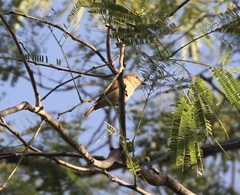 Pachyramphus rufus