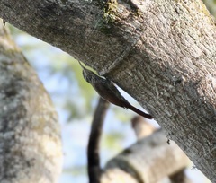 Lepidocolaptes souleyetii