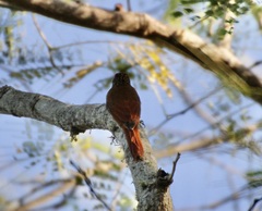 Lepidocolaptes souleyetii