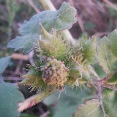 Xanthium strumarium